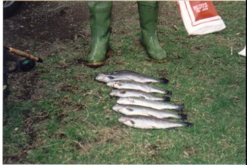 A good day for one lucky fisherman
with his bag limit of six rainbow trout