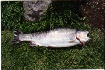 A lovely specimen rainbow trout.
One of our Quality stocked rainbows in excellent condition